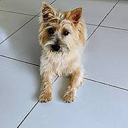 Luna a rejoint le concours — aidez-le/la à gagner de superbes lots ! animal, attention, canine, companion, cute, dog, domestic, ears, eyes, floor, friendly, fur, indoor, looking, lying_down, paws, pet, scruffy, small_dog, white_tiles