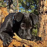 Atles joined the competition — help win amazing prizes! animal, black_dog, branch, brown_dog, close_up, dog, fallen_log, forest, front_paws, lying_down, nature, outdoor, pet, pine_trees, portrait, puppy, stick, sunlight, tree, woodland