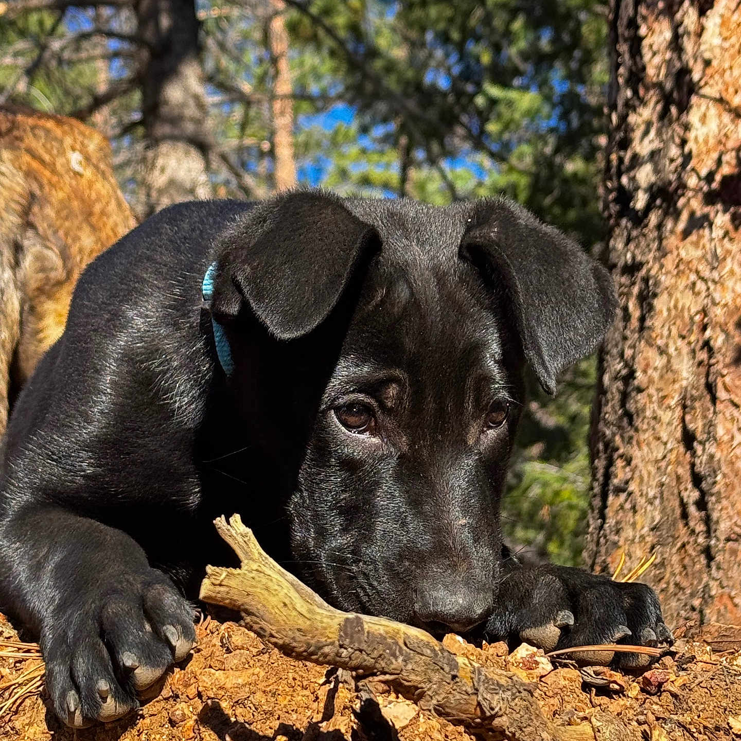 Atles joined the competition — help win amazing prizes! animal, black_dog, branch, brown_dog, close_up, dog, fallen_log, forest, front_paws, lying_down, nature, outdoor, pet, pine_trees, portrait, puppy, stick, sunlight, tree, woodland