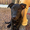 Atles is registered to the contest to win money with this photo: animal, beige_pants, black_dog, brown_eyes, candid, close_up, dog, floppy_ears, gravel, human, outdoor, paw, person, pet, plaid_shirt, portrait, puppy, shoe, sitting, warm_lighting