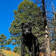 Atles is registered to the contest to win money with this photo: animal, black_dog, blue_sky, dog, dramatic_composition, fallen_log, forest, low_angle, nature, outdoors, pet, pine_trees, portrait, puppy, shiny_fur, standing, sunlight, trees, wilderness, wood