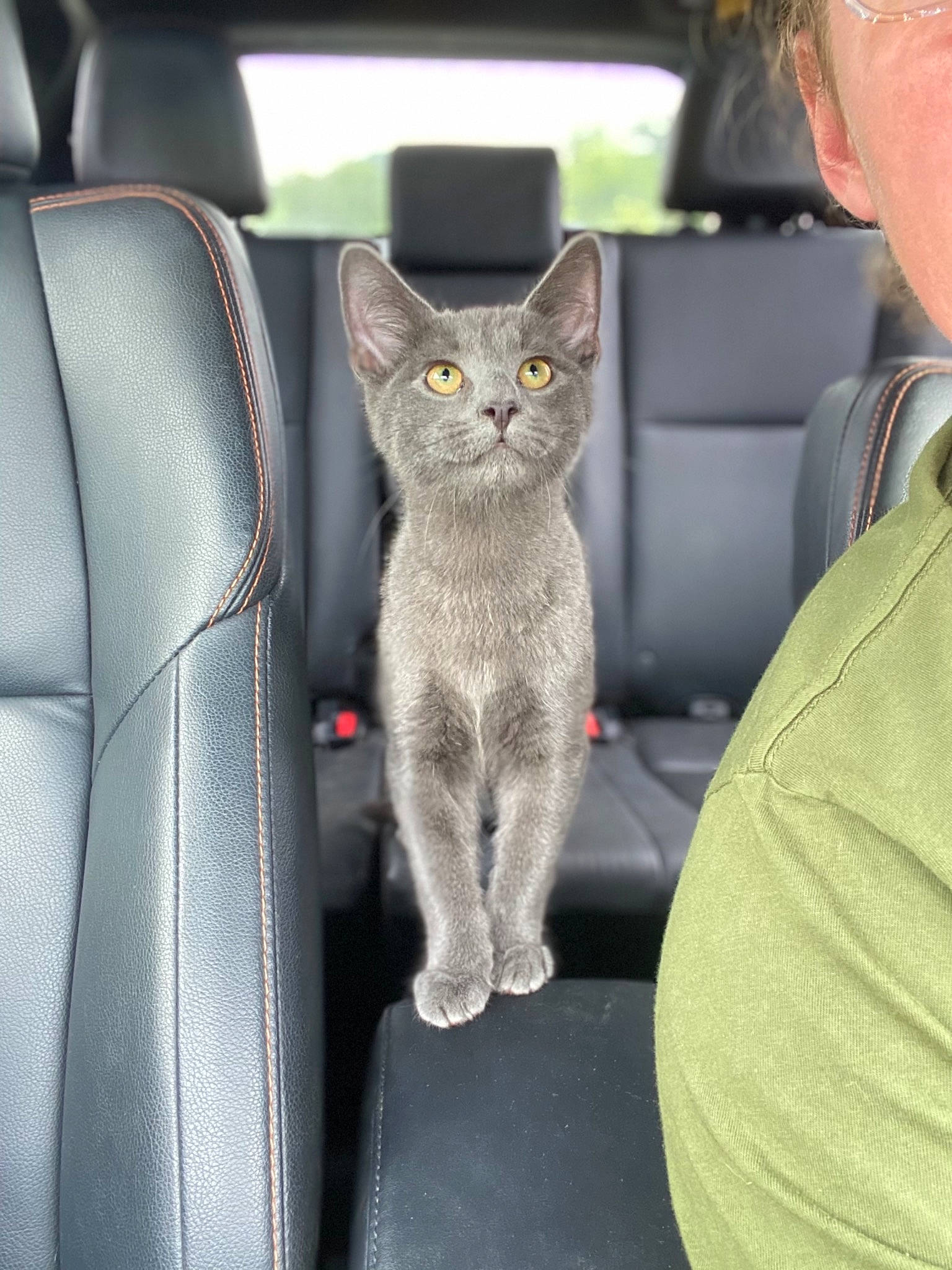Kit Miller is registered to the contest to win money with this photo: auto_part, car_seat, carnivore, cat, cat_supply, comfort, domestic_short_haired_cat, felidae, fur, grey, head_restraint, motor_vehicle, russian_blue, sitting, small_to_medium_sized_cats, snout, tail, vehicle, vehicle_door, whiskers