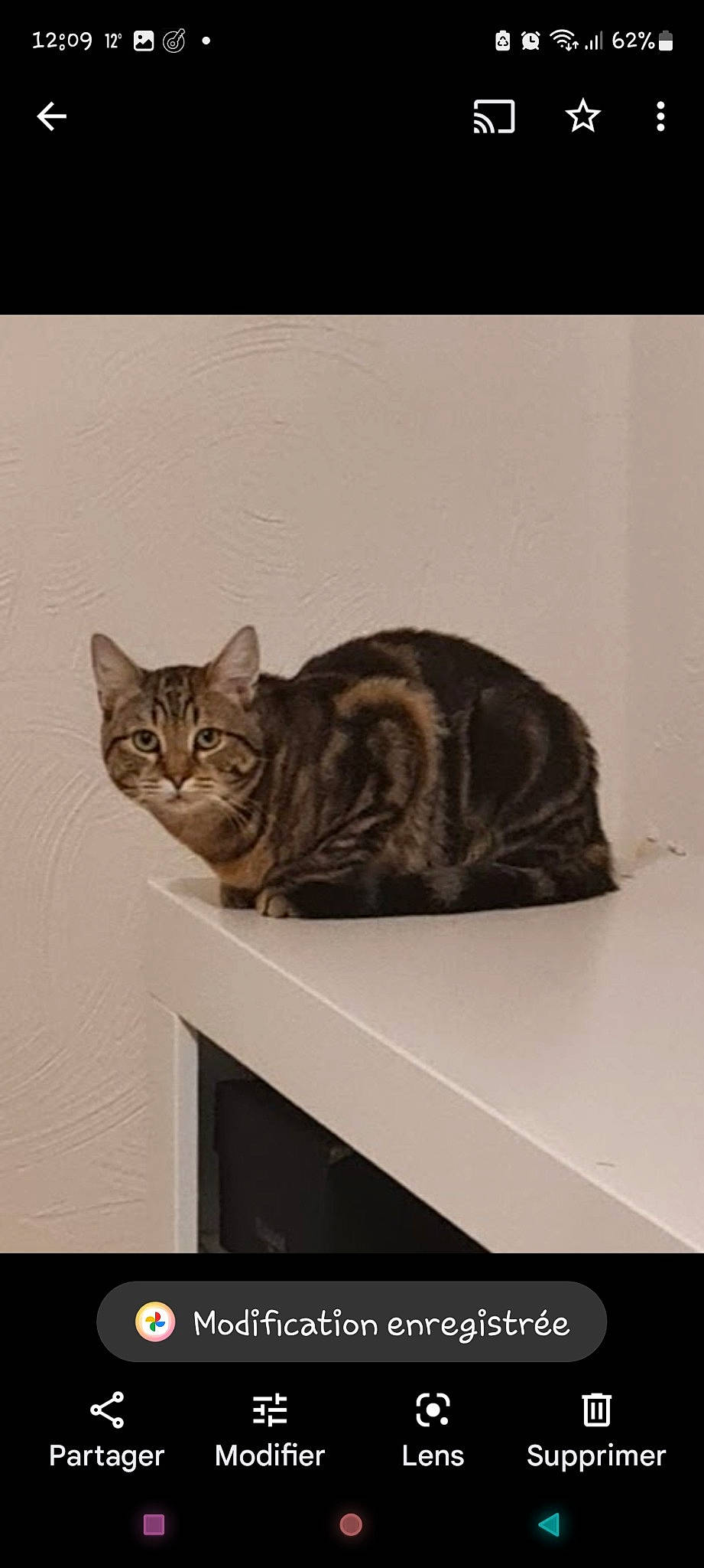 Kehops a rejoint le concours — aidez-le/la à gagner de superbes lots ! art, carnivore, cat, domestic_short_haired_cat, felidae, fur, illustration, paw, photo_caption, rectangle, screenshot, small_to_medium_sized_cats, snout, tail, terrestrial_animal, whiskers, wildlife, window