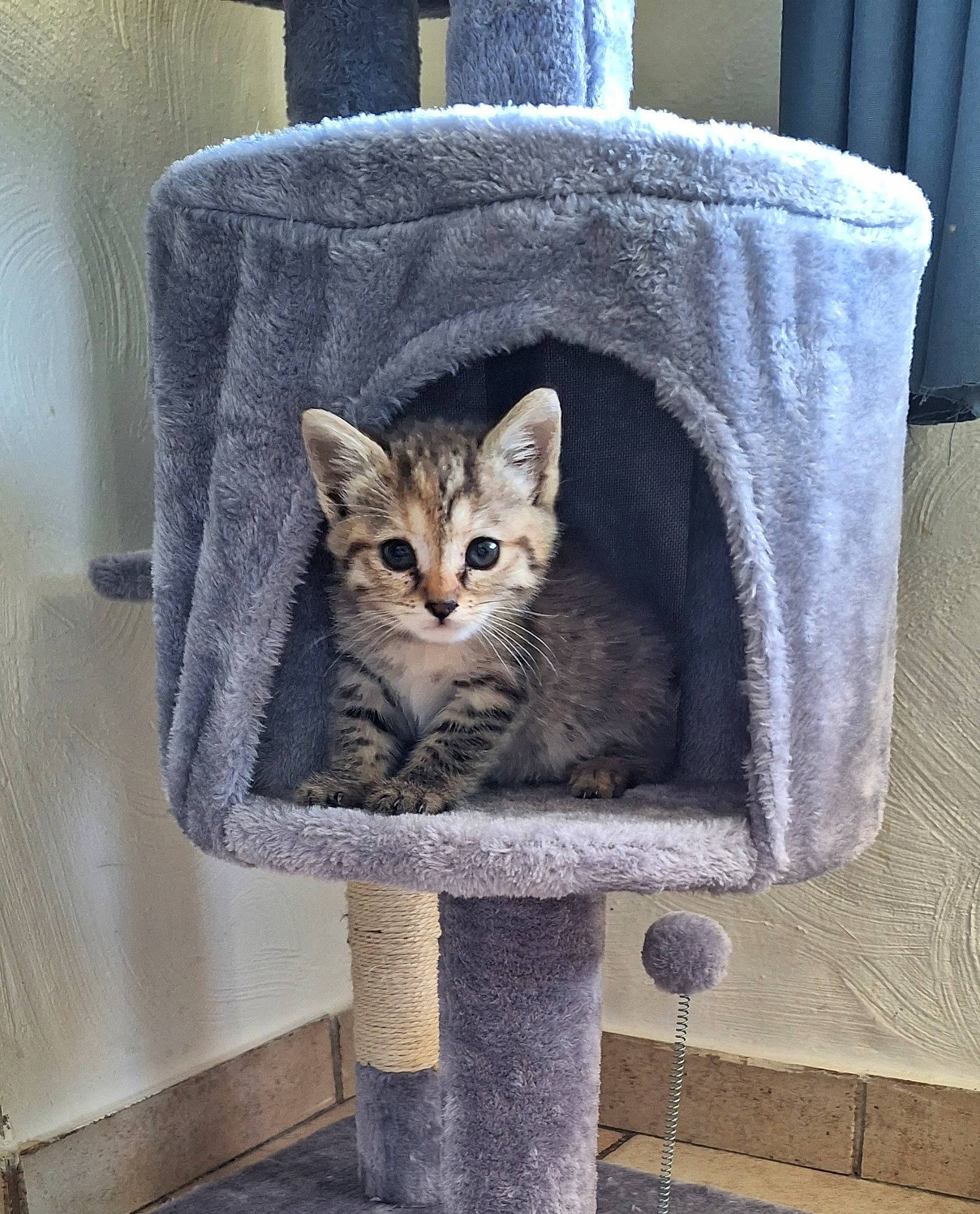 Plume participe au concours pour gagner de l'argent avec cette photo : carnivore, cat, cat_furniture, cat_supply, chair, comfort, couch, domestic_short_haired_cat, fawn, felidae, fur, furniture, grey, pet_supply, small_to_medium_sized_cats, snout, tail, whiskers, window, wood