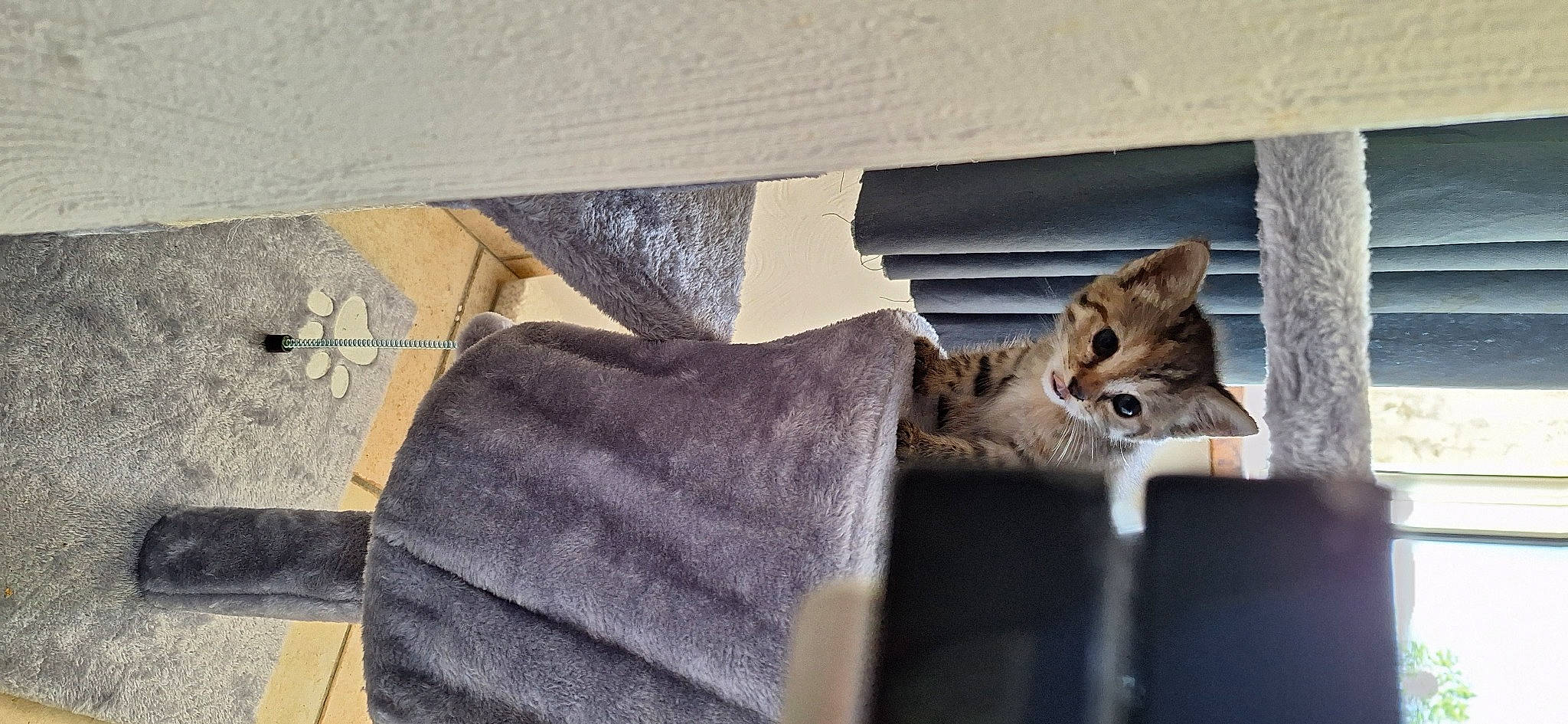 Plume participe au concours pour gagner de l'argent avec cette photo : carnivore, cat, denim, domestic_short_haired_cat, felidae, flooring, fur, grey, hardwood, house, linens, pattern, room, sleeve, small_to_medium_sized_cats, tail, whiskers, window, wood, woven_fabric