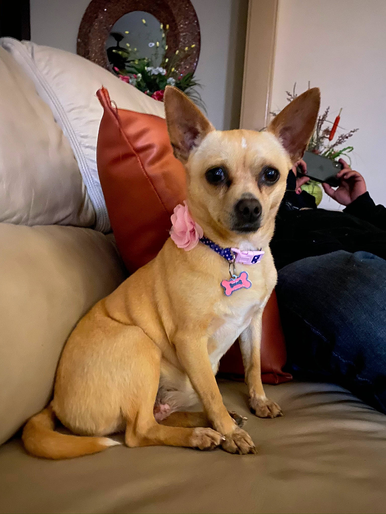 Kya joined the competition — help win amazing prizes! canidae, carnivore, chihuahua, collar, comfort, companion_dog, costume, couch, dog, dog_breed, dog_clothes, dog_supply, ear, fawn, fur, snout, sporting_group, toy_dog, whiskers, working_animal