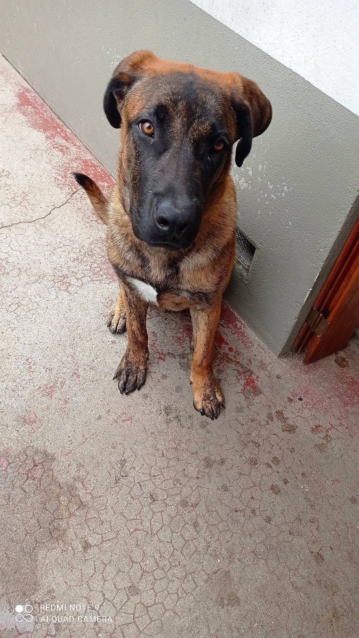 Loky a rejoint le concours — aidez-le/la à gagner de superbes lots ! canidae, carnivore, companion_dog, dog, dog_breed, eye, fawn, guard_dog, paw, plott_hound, puppy, snout, sporting_group, street_dog, terrestrial_animal, working_animal, working_dog