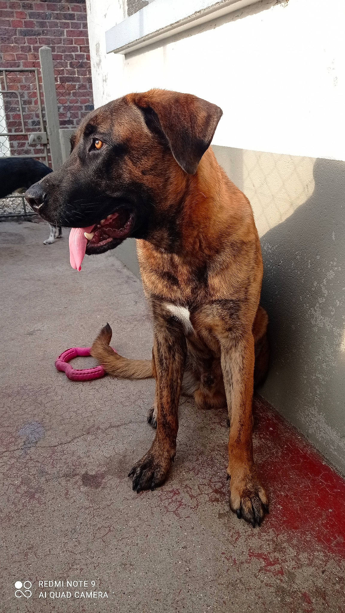 Loky a rejoint le concours — aidez-le/la à gagner de superbes lots ! canidae, carnivore, collar, companion_dog, dog, dog_breed, dog_collar, fawn, foot, fur, hunting_dog, leash, liver, metal, pet_supply, sporting_group, tail, terrestrial_animal, working_animal, working_dog