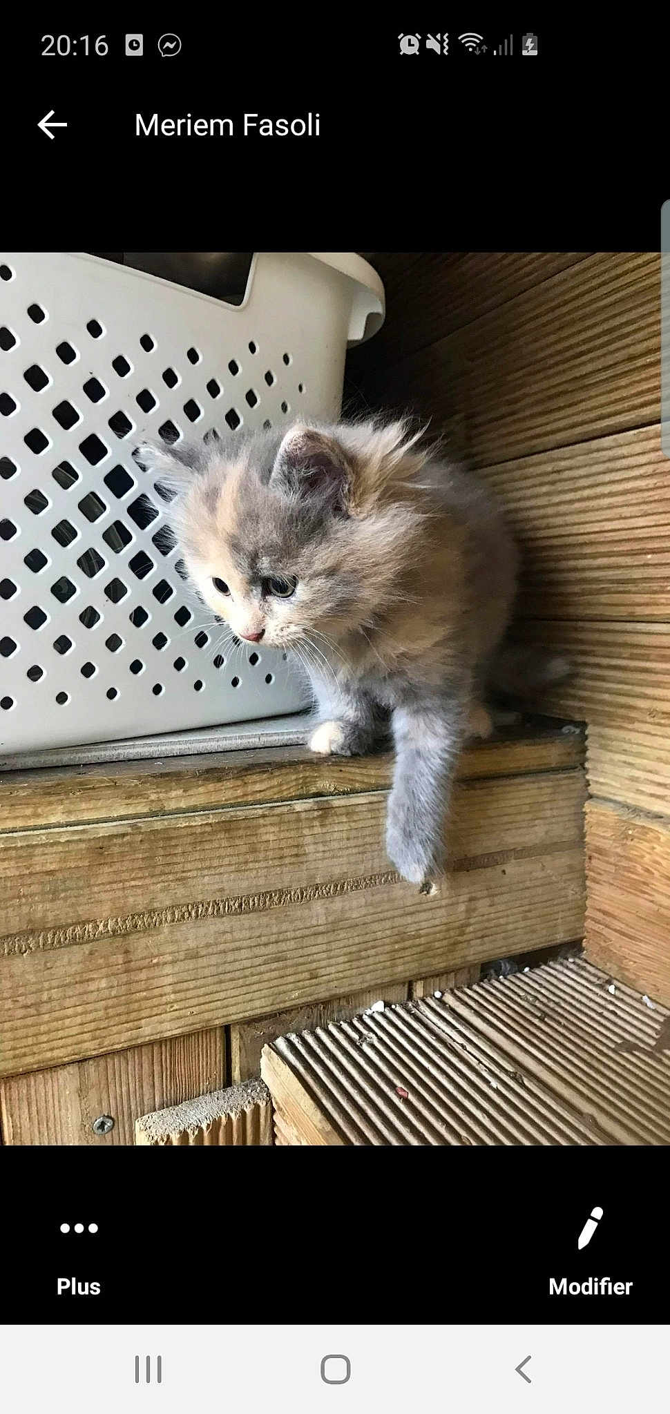 Kitty