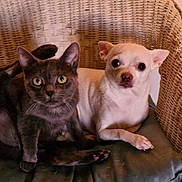 Lili participe au concours pour gagner de l'argent avec cette photo : cat, dog, wicker_chair, cushion, indoor, pet, gray_cat, small_dog, chihuahua, feline, canine, curious, relaxed, companion, animal, close_up, friendship, sitting, looking, domestic