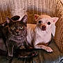 cat, dog, wicker_chair, cushion, indoor, pet, gray_cat, small_dog, chihuahua, feline, canine, curious, relaxed, companion, animal, close_up, friendship, sitting, looking, domestic