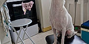 Lili participe au concours pour gagner de l'argent avec cette photo : appliance, bottle, chair, curiosity, dog, ears, floor, furniture, household, indoor, kitchen, pet, refrigerator, small_dog, stool, stove, table, towel, white_dog, window