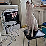 appliance, bottle, chair, curiosity, dog, ears, floor, furniture, household, indoor, kitchen, pet, refrigerator, small_dog, stool, stove, table, towel, white_dog, window