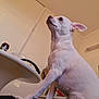 animal, can, curious, dog, domestic_animal, ears, fur, house, indoor, kitchen, looking_up, paw, person_leg, pet, room, side_view, small_dog, snout, table, white_dog