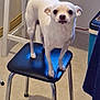 Lili participe au concours pour gagner de l'argent avec cette photo : animal, black_stool, canine, chair, cooler, curious, dog, expression, floor, fur, home, indoor, legs, looking_at_camera, metal_legs, pet, small_dog, standing, stool, white_dog