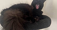 Frodo joined the competition — help win amazing prizes! cat, black_cat, fluffy_tail, cat_tree, indoor, pet, feline, yawning, paw, fur, animal, cute, domestic_cat, resting, mouth_open, whiskers, claws, soft_fur, relaxed, home