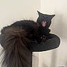 cat, black_cat, fluffy_tail, cat_tree, indoor, pet, feline, yawning, paw, fur, animal, cute, domestic_cat, resting, mouth_open, whiskers, claws, soft_fur, relaxed, home