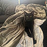 Frodo is registered to the contest to win money with this photo: black_cat, cat, pet, animal, blanket, cozy, couch, indoor, fur, eyes, curious, relaxed, soft, warm, home, furniture, domestic_animal, resting, comfort, cute