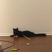 Frodo is registered to the contest to win money with this photo: black_cat, cat, toy, wooden_floor, plain_wall, indoor, pet, animal, floor, curious, relaxed, stick, scattered_toys, domestic_cat, feline, quiet, home, brown_floor, low_light, resting