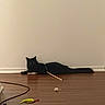 black_cat, cat, toy, wooden_floor, plain_wall, indoor, pet, animal, floor, curious, relaxed, stick, scattered_toys, domestic_cat, feline, quiet, home, brown_floor, low_light, resting