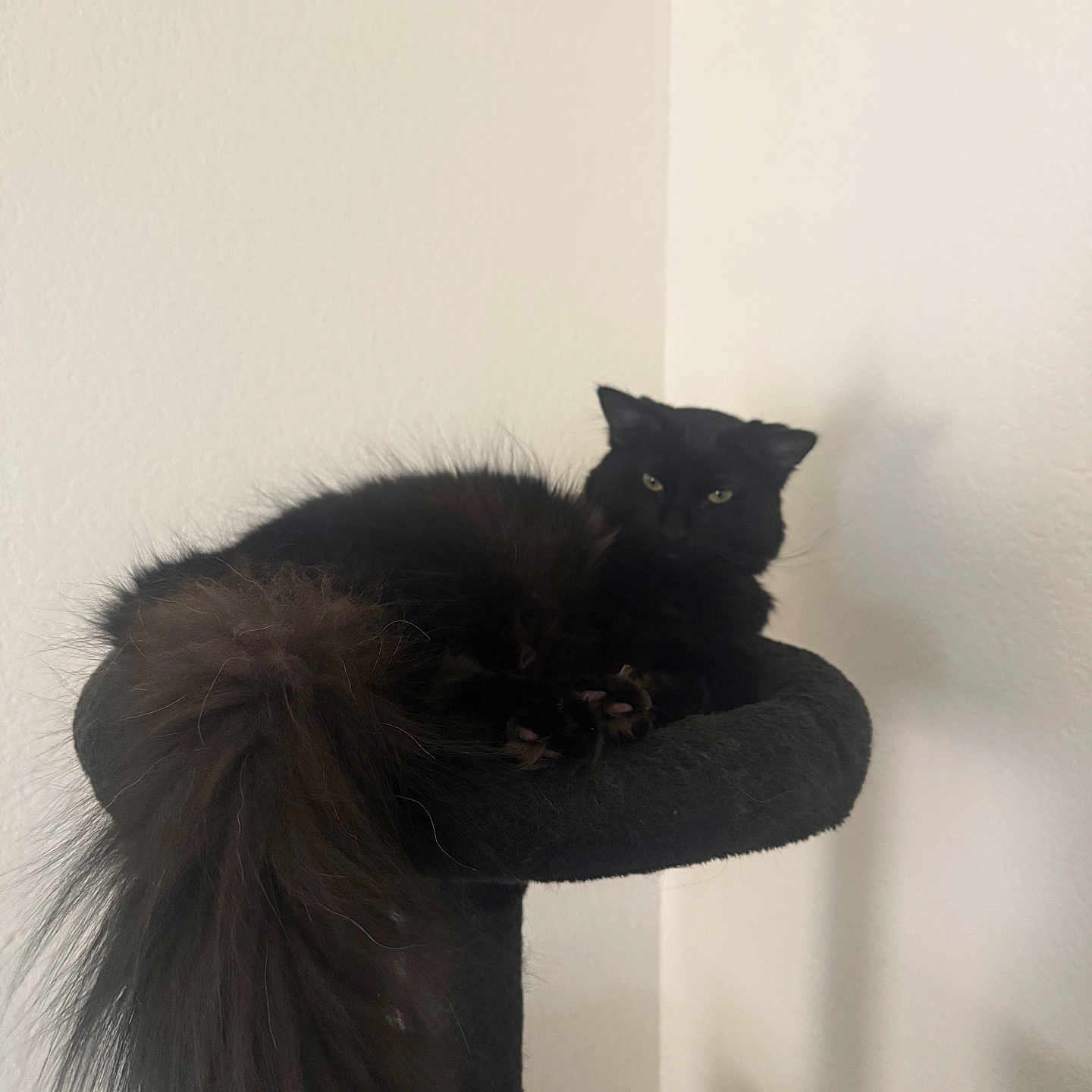 Frodo joined the competition — help win amazing prizes! cat, black_cat, fluffy_tail, cat_tree, indoor, pet, animal, feline, resting, perch, fur, whiskers, looking, eyes, tail, domestic_cat, home, wall, quiet, relaxed