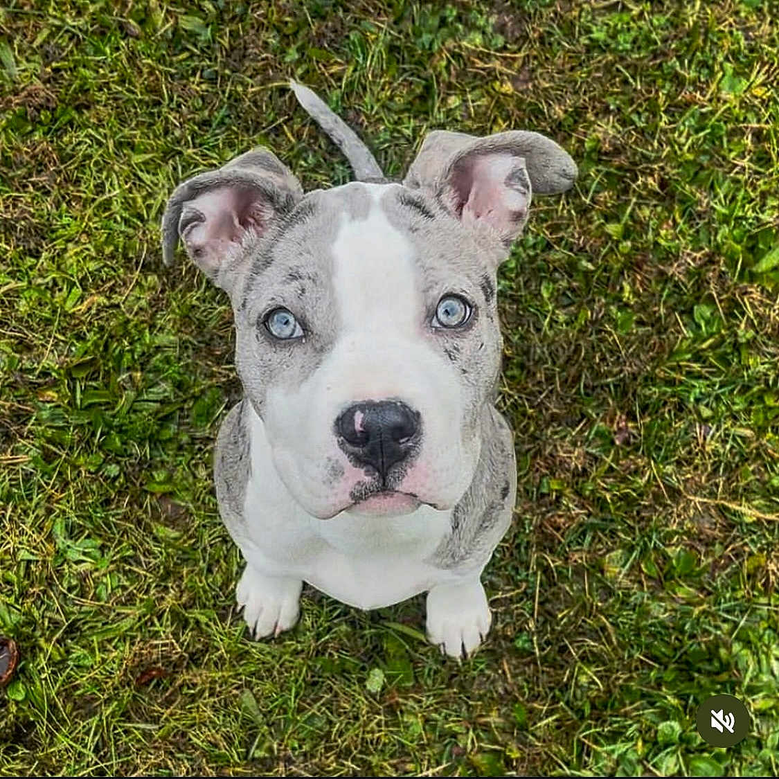 Sky a rejoint le concours — aidez-le/la à gagner de superbes lots ! animal, ball, bostonbull, boxer, bulldog, canine, dog, football, frenchbulldog, grass, lawn, pet, pitbull, plant, puppy, snout, soccer, soccerball, sport, whitedog
