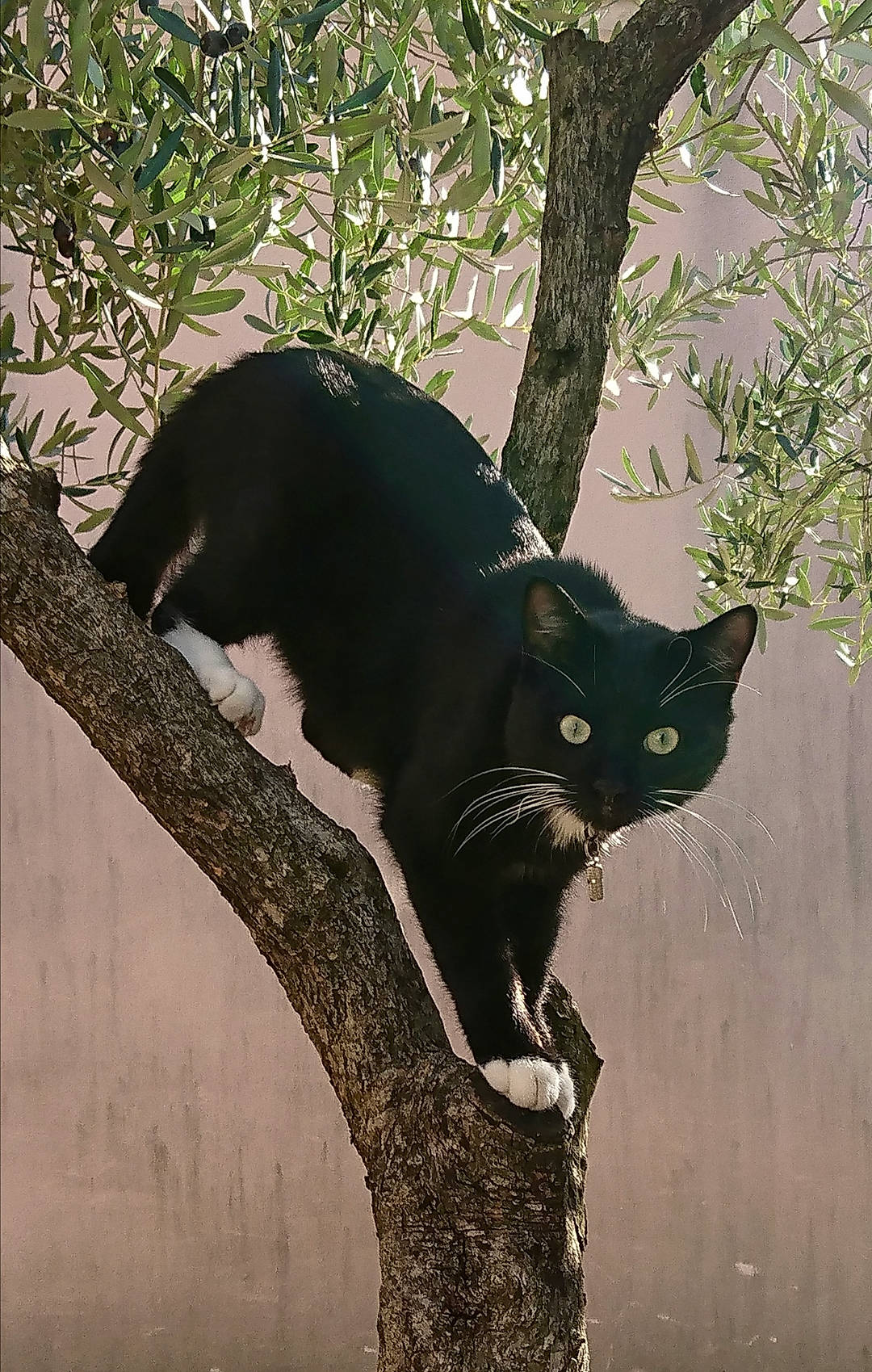 Kumo a rejoint le concours — aidez-le/la à gagner de superbes lots ! asian, black_cat, bombay, branch, carnivore, cat, domestic_short_haired_cat, eye, felidae, organism, plant, small_to_medium_sized_cats, tail, tree, trunk, whiskers
