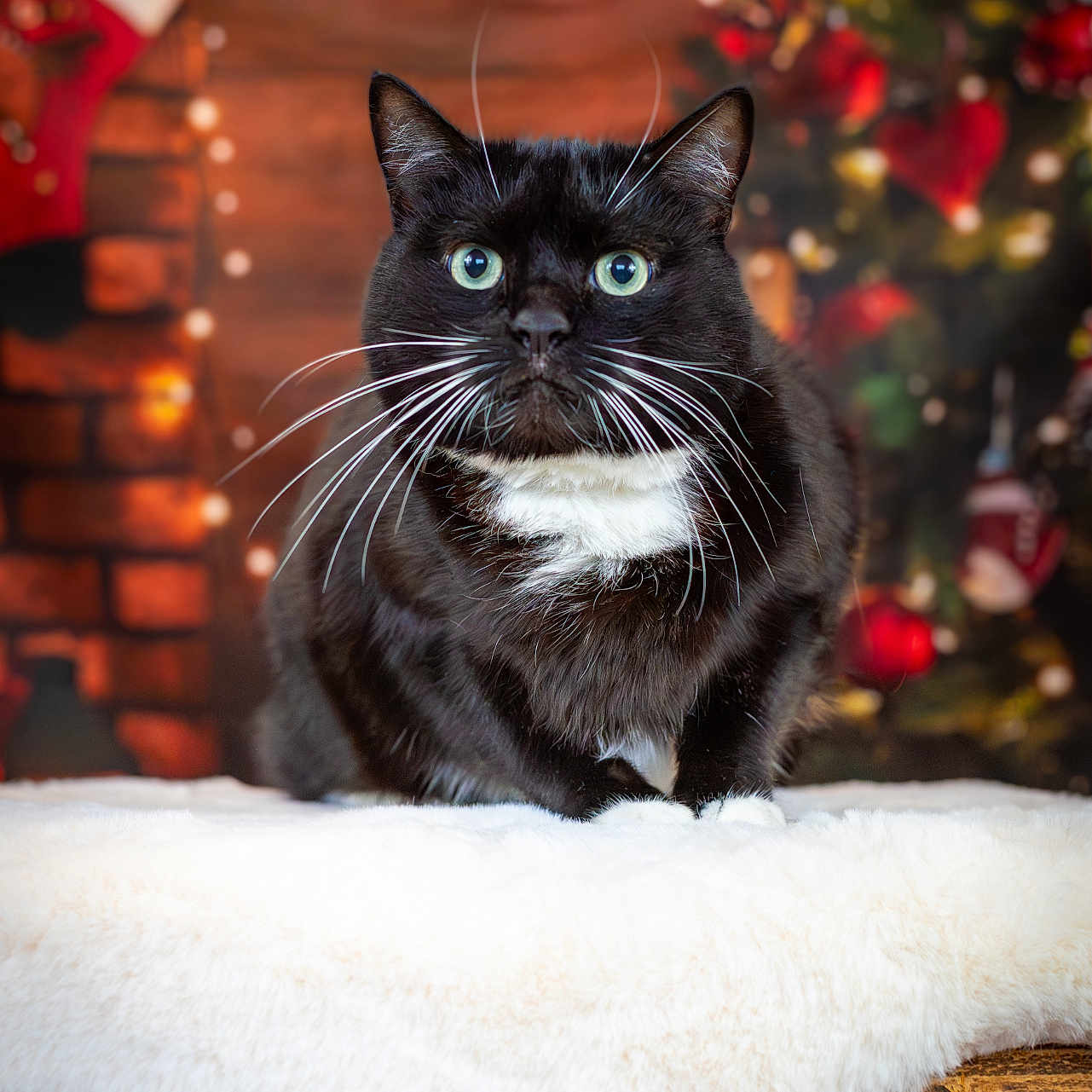 Kumo participe au concours pour gagner de l'argent avec cette photo : abyssinian, animal, applique, blackcat, cat, christmas, christmasdecorations, christmasstocking, clothing, couch, festival, furniture, gift, hosiery, kitten, manx, pattern, pet, stocking, wood