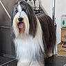 dog, long_hair, groomed, pet, tongue_out, indoor, grooming_table, storage_box, bottle, happy, animal, fur, cute, portrait, face, paw, standing, white, gray, black