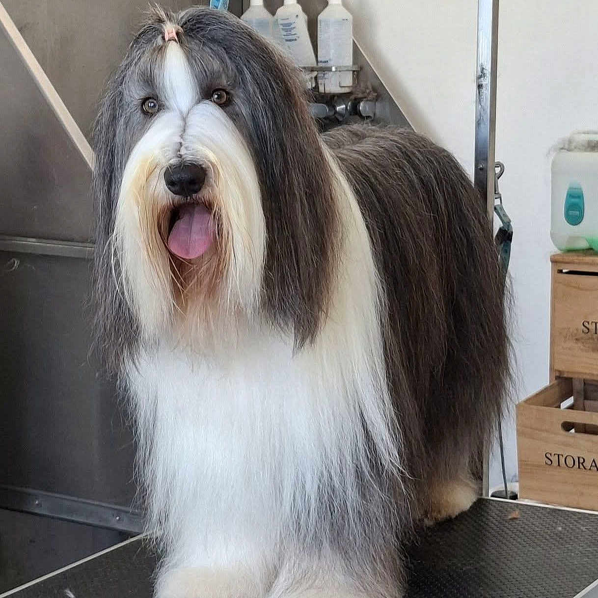 Shana a rejoint le concours — aidez-le/la à gagner de superbes lots ! dog, long_hair, groomed, pet, tongue_out, indoor, grooming_table, storage_box, bottle, happy, animal, fur, cute, portrait, face, paw, standing, white, gray, black