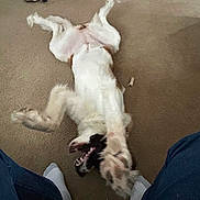 Nova joined the competition — help win amazing prizes! dog, carpet, living_room, toy, wooden_cabinet, person, jeans, white_socks, playful, indoor, pet, stretching, canine, floor, relaxed, furniture, home, animal, domestic, fun