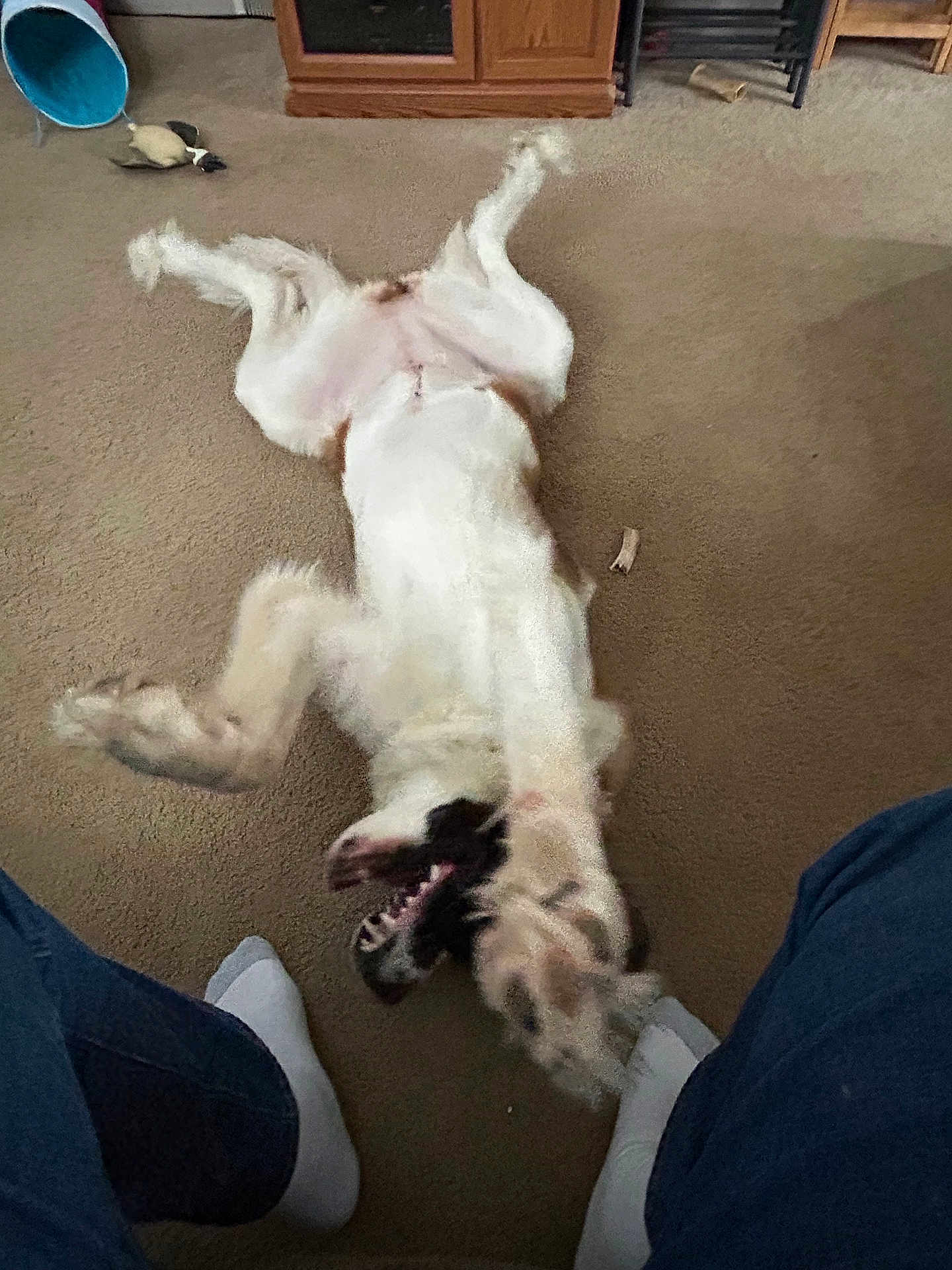 Nova joined the competition — help win amazing prizes! dog, carpet, living_room, toy, wooden_cabinet, person, jeans, white_socks, playful, indoor, pet, stretching, canine, floor, relaxed, furniture, home, animal, domestic, fun