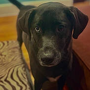 River joined the competition — help win amazing prizes! dog, black_dog, indoor, close_up, pet, animal, floor, cushion, zebra_pattern, looking_at_camera, ears, fur, tail, wooden_floor, domestic_animal, canine, house, portrait, companion, curious