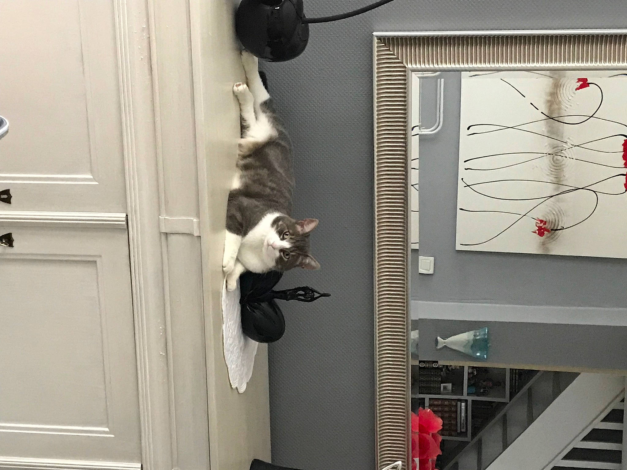 Grisou a rejoint le concours — aidez-le/la à gagner de superbes lots ! carnivore, cat, dead_bolt, door, door_handle, electrical_supply, electrical_wiring, felidae, fixture, gas, handle, home_door, latch, machine, room, small_to_medium_sized_cats, tail, window, wood