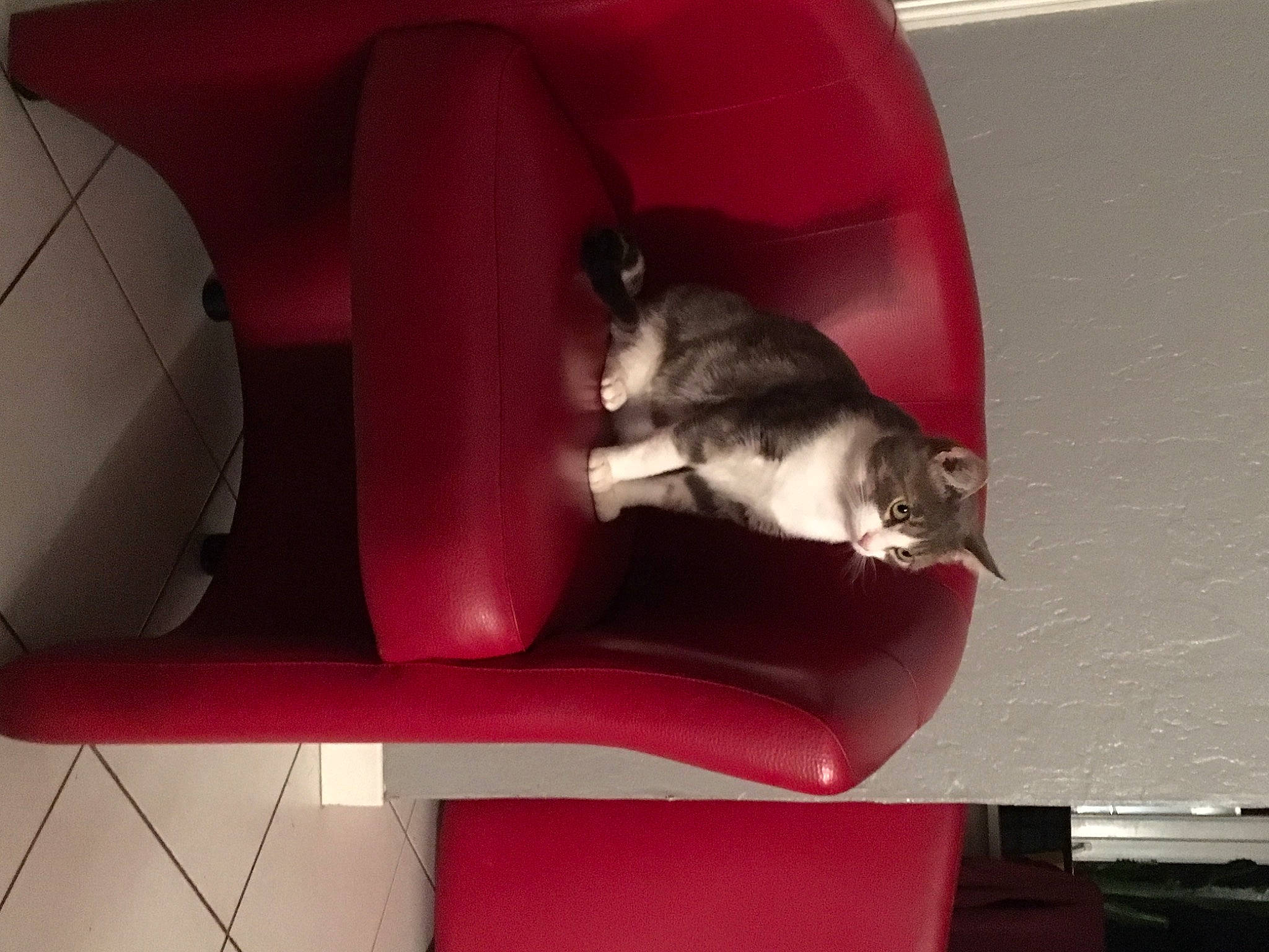 Grisou participe au concours pour gagner de l'argent avec cette photo : armrest, carnivore, cat, comfort, companion_dog, couch, domestic_short_haired_cat, felidae, flooring, hardwood, human_leg, living_room, magenta, mammal, room, small_to_medium_sized_cats, studio_couch, tail, vertebrate, whiskers