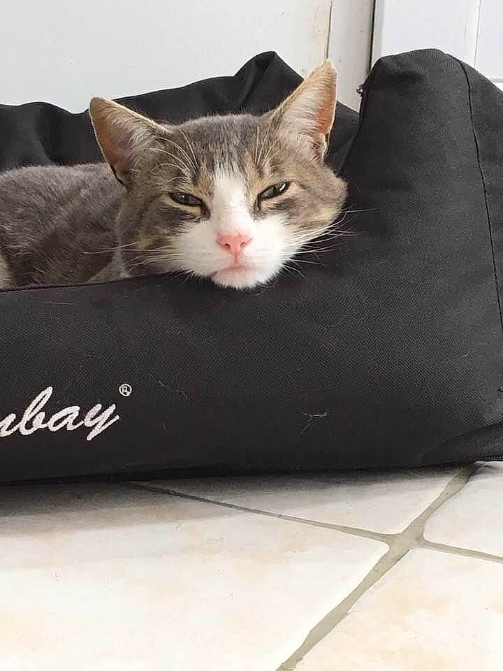 Grisou a rejoint le concours — aidez-le/la à gagner de superbes lots ! box, cardboard, carnivore, cat, comfort, couch, domestic_short_haired_cat, felidae, fur, grey, metal, paw, shipping_box, small_to_medium_sized_cats, whiskers, window