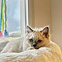 kitten, cat, blue_eyes, white_fur, indoor, blanket, window, cloudy_sky, ribbons, soft_texture, relaxed, pet, fur, cute, animal, cozy, resting, young, domestic, closeup