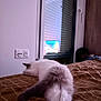 cat, sleeping, bed, blanket, cozy, indoor, window, fur, relaxed, pet, animal, resting, paws, tail, home, feline, cute, soft, comfy, quiet