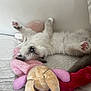 kitten, sleeping, cat, fluffy, paw, pink_paw_pad, toy, plush_toy, bed, mattress, white_wall, relaxing, cozy, indoor, cute, pet, feline, soft, resting, animal