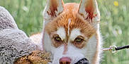 Arès participe au concours pour gagner de l'argent avec cette photo : dog, puppy, husky, toy, outdoor, grass, leash, animal, pet, fur, ears, nature, playful, cute, young, muzzle, greenery, fluffy, nose, daylight