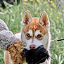 dog, puppy, husky, toy, outdoor, grass, leash, animal, pet, fur, ears, nature, playful, cute, young, muzzle, greenery, fluffy, nose, daylight