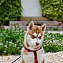 Arès a rejoint le concours — aidez-le/la à gagner de superbes lots ! dog, puppy, husky, animal, pet, outdoor, greenery, gravel, harness, sitting, fur, cute, young, nature, leafy, white_wall, leash, portrait, calm, domestic_animal