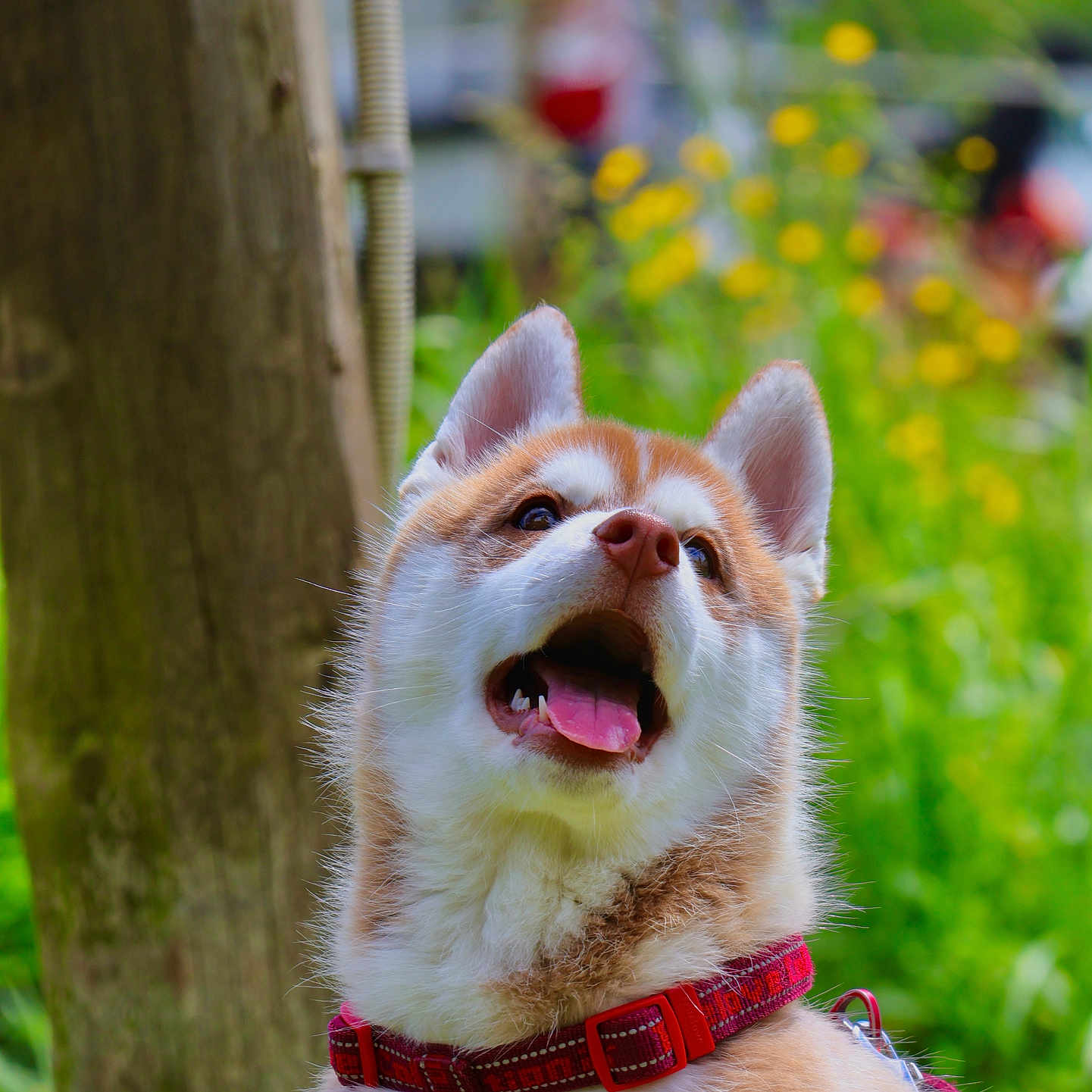 Arès a rejoint le concours — aidez-le/la à gagner de superbes lots ! animal, canine, cute, dog, ear, flower, fur, greenery, happy, nature, open_mouth, outdoor, pet, portrait, puppy, red_harness, summer, tongue, wood, young_dog