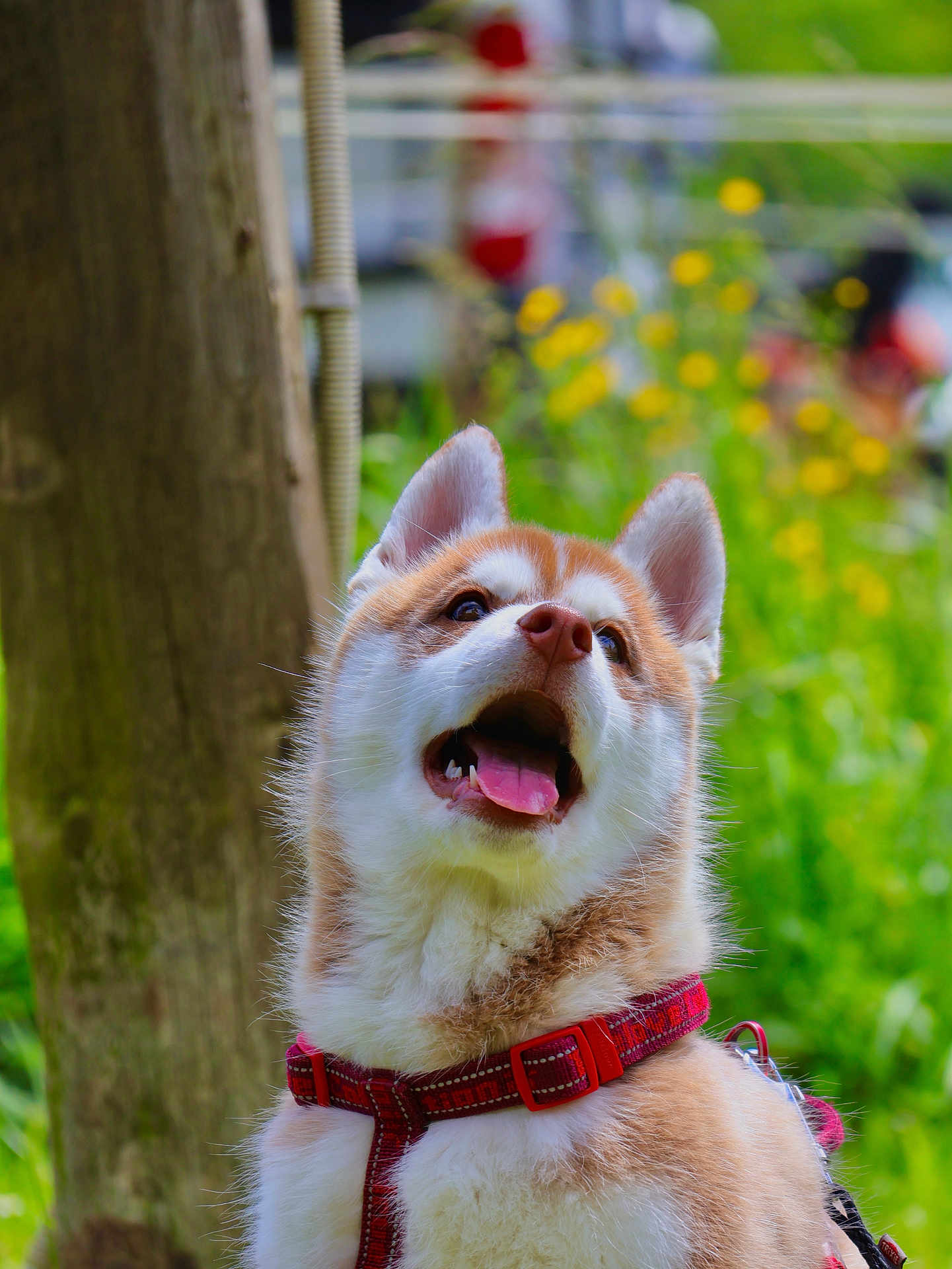 Arès a rejoint le concours — aidez-le/la à gagner de superbes lots ! puppy, dog, red_harness, tongue, open_mouth, ear, fur, outdoor, greenery, flower, wood, nature, pet, animal, cute, young_dog, happy, portrait, summer, canine