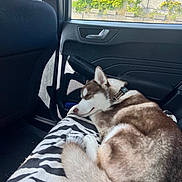 Arès participe au concours pour gagner de l'argent avec cette photo : dog, husky, sleeping, car, blanket, zebra_stripe, interior, window, sunlight, fur, collar, seat, door, nature, greenery, relaxation, pet, animal, resting, travel