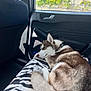 dog, husky, sleeping, car, blanket, zebra_stripe, interior, window, sunlight, fur, collar, seat, door, nature, greenery, relaxation, pet, animal, resting, travel