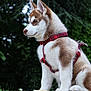 Arès participe au concours pour gagner de l'argent avec cette photo : husky, puppy, dog, red_harness, sitting, rock, outdoor, nature, greenery, fur, pet, canine, animal, young, side_profile, forest, curious, adorable, portrait, leash