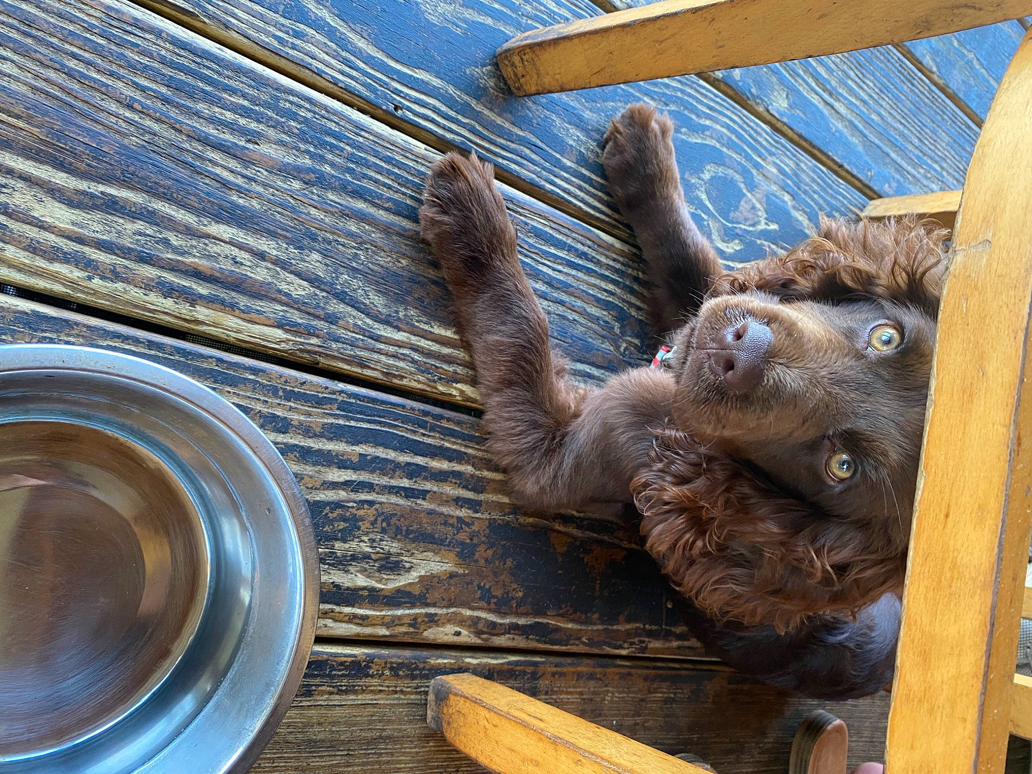 Copper joined the competition — help win amazing prizes! auto_part, automotive_tire, automotive_wheel_system, dishware, grille, hardwood, metal, motor_vehicle, primate, recreation, serveware, snout, steel, table, tableware, terrestrial_animal, varnish, vehicle_door, wood, wood_stain