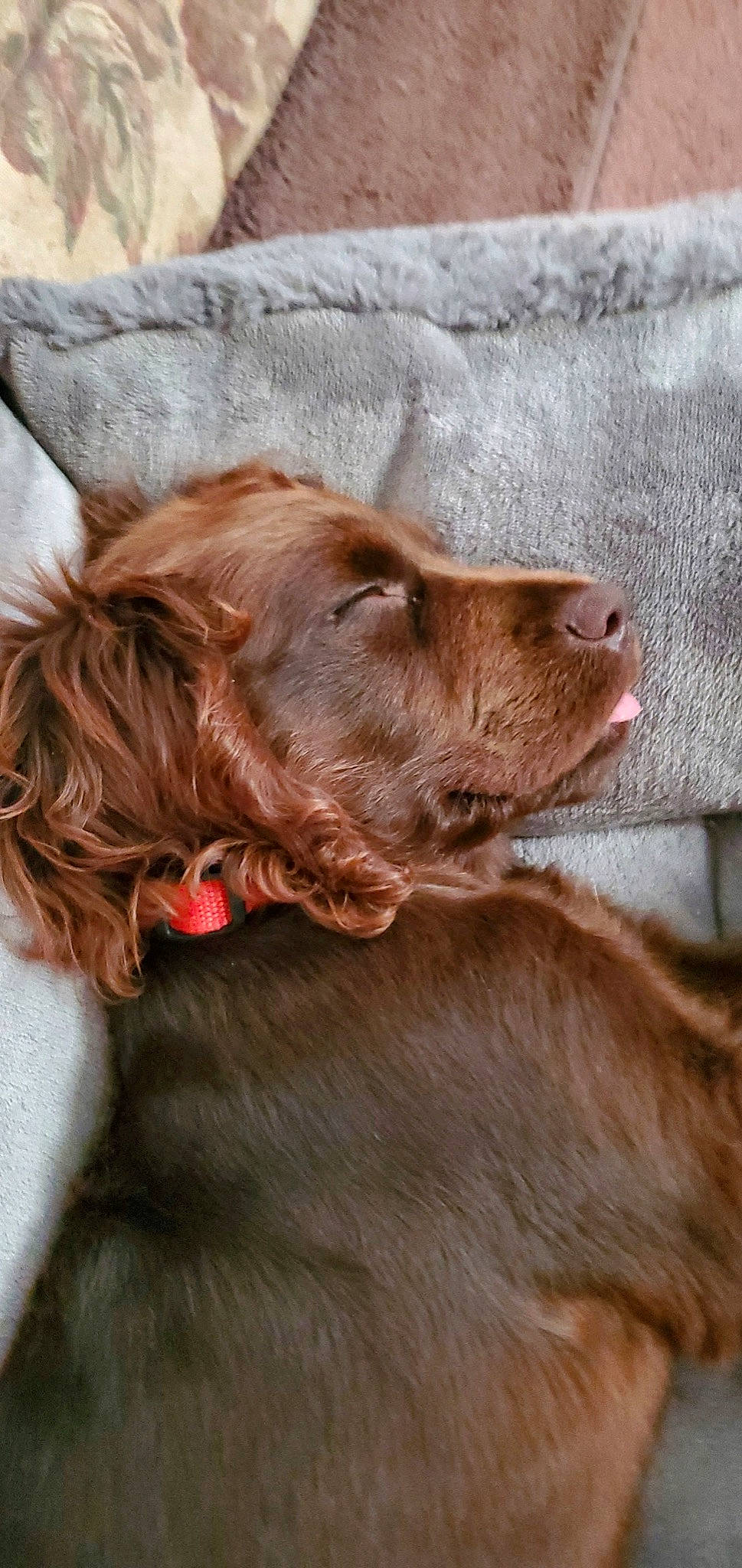 Copper is registered to the contest to win money with this photo: borador, brown, canidae, carnivore, collar, companion_dog, dog, dog_breed, dog_collar, ear, fur, gun_dog, hunting_dog, liver, retriever, snout, spaniel, sporting_group, whiskers, working_animal