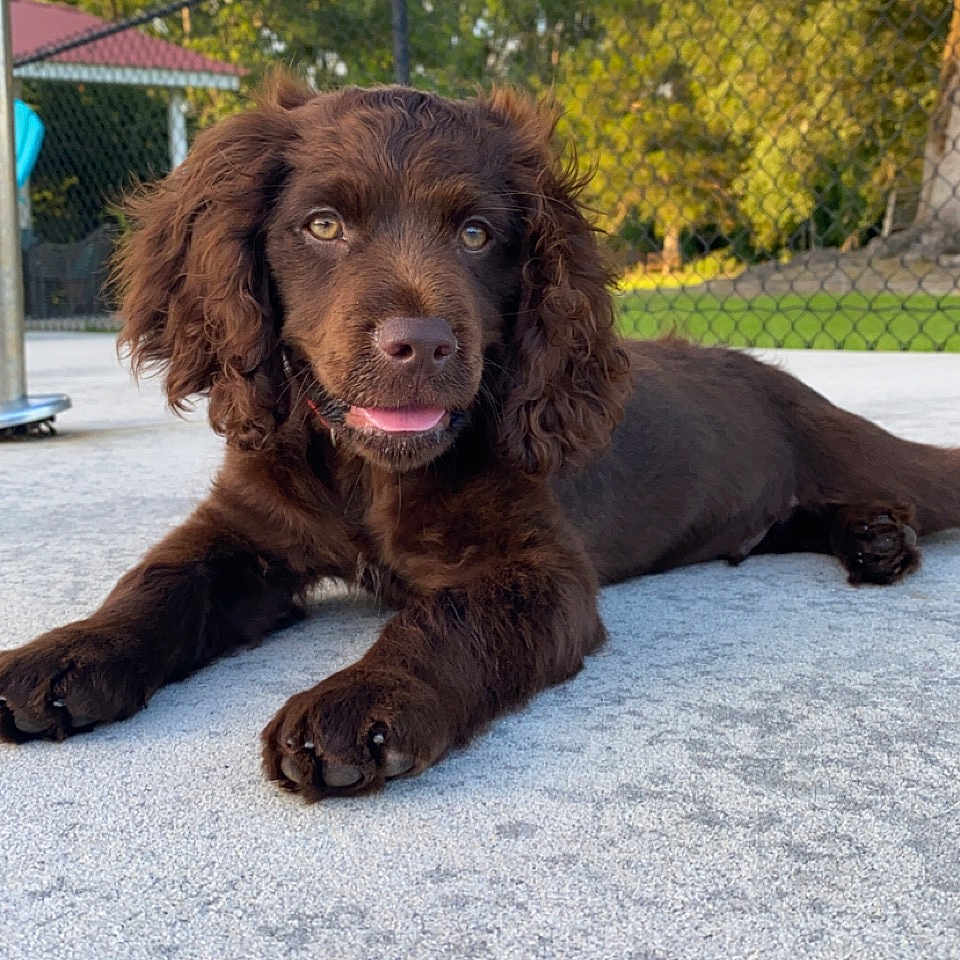 Copper